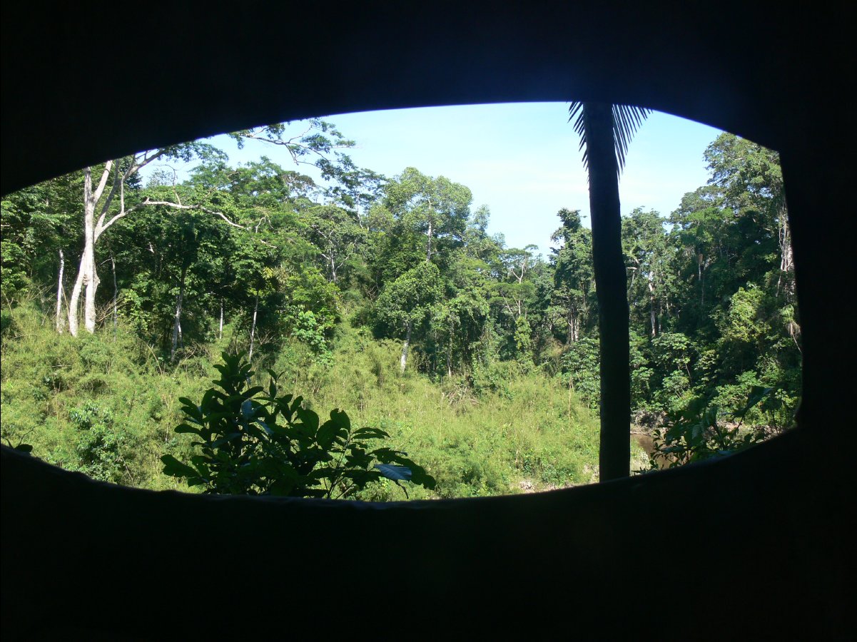 Macaw watching31